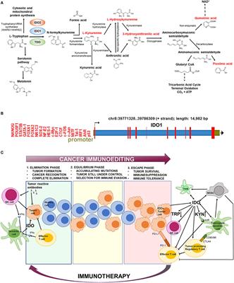 The Role of Indoleamine-2,3-Dioxygenase in Cancer Development, Diagnostics, and Therapy